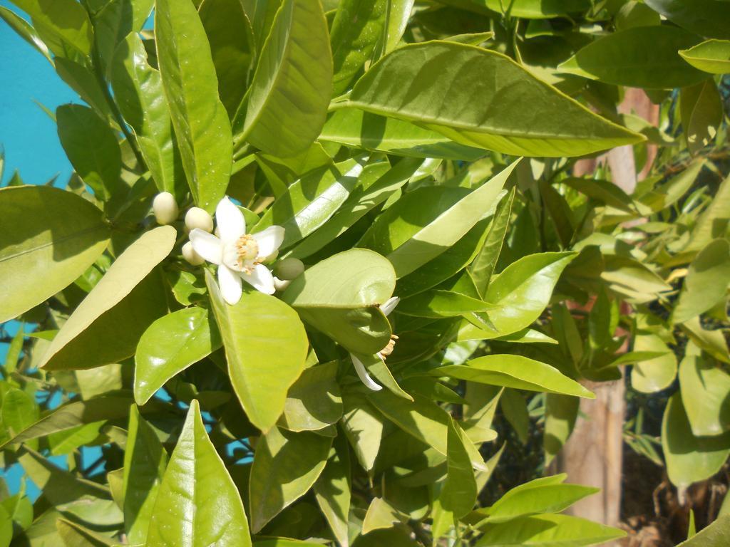 Riad Passiflora Fez Zewnętrze zdjęcie
