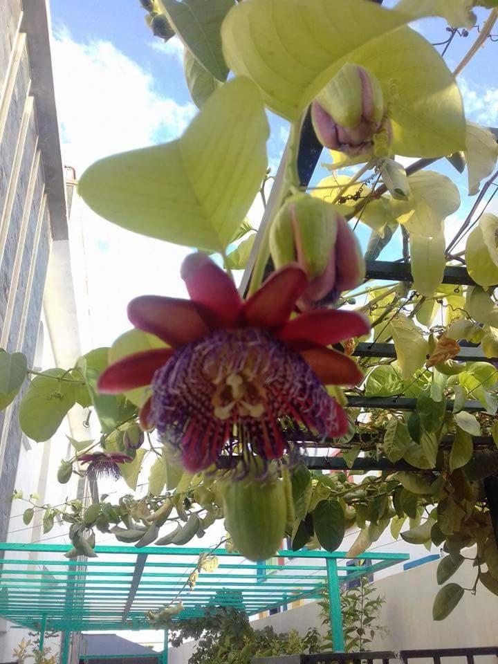 Riad Passiflora Fez Pokój zdjęcie